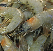 Gamberi Grigi