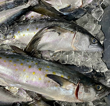 Pesce Spada