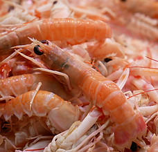 Scampi